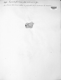 Lepraria farinosa image
